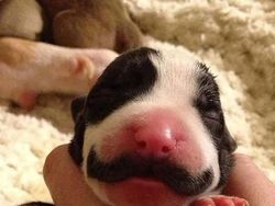 Aneh Tapi Nyata! Ada Kumpulan Hewan Punya Wajah Unik