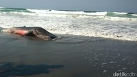 Hiu itu terdampar di Pantai Parangkusumo Bantul, DI Yogyakarta pada Senin (27/8) sekitar pukul 04.30 WIB. Hiu tersebut pertama kali ditemukan oleh warga sekitar.Foto: Usman Hadi/detikcom