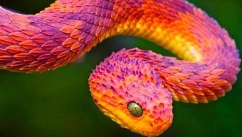 Warna eksotis ular berbisa. (Foto: Brightside)