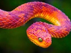 Aneh Tapi Nyata! Ada Kumpulan Hewan Punya Wajah Unik