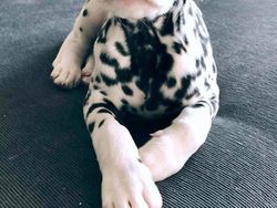 Aneh Tapi Nyata! Ada Kumpulan Hewan Punya Wajah Unik