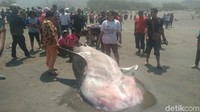 Bangkai hiu yang terdampar itu jadi tontonan warga (Foto: Usman Hadi/detikcom)