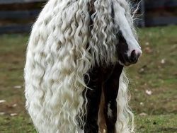 Aneh Tapi Nyata! Ada Kumpulan Hewan Punya Wajah Unik