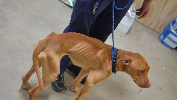 Makin Banyak Anjing Kelaparan di Australia Selatan