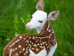 Aneh Tapi Nyata! Ada Kumpulan Hewan Punya Wajah Unik
