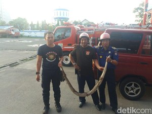 Ular Piton 3 Meter Bikin Geger Warga Antang Makassar