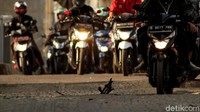 Beberapa dari pemotor mencoba menghindari kabel tersebut.