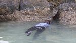 Sembari Paddling, Susi Lepaskan Induk Lobster ke Laut Natuna