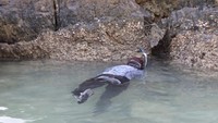 Susi sedang melepaskan kembali lobster yang sedang dalam masa bertelur. Pool/Dok. Kementerian Kelautan dan Perikanan.
