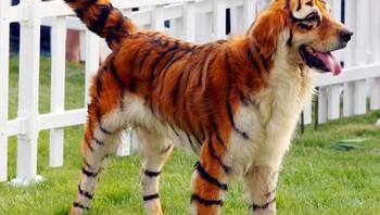 Harimau setengah anjing, atau anjing setengah harimau? (Foto: Brightside)