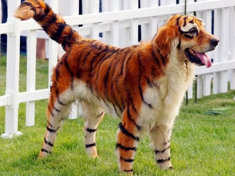 Aneh Tapi Nyata! Ada Kumpulan Hewan Punya Wajah Unik