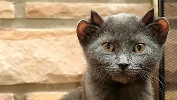 Kucing ini punya empat telinga. (Foto: Brightside)