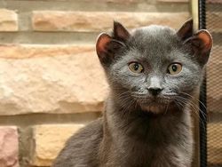 Aneh Tapi Nyata! Ada Kumpulan Hewan Punya Wajah Unik