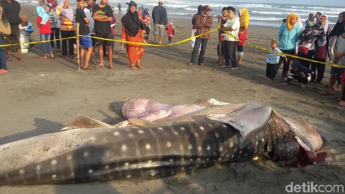Ini Dia Penyebab Hiu 1 Ton Terdampar dan Mati di Bantul
