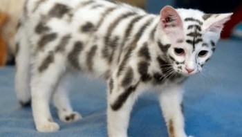 Kucing atau harimau putih? (Foto: Brightside)