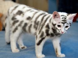 Aneh Tapi Nyata! Ada Kumpulan Hewan Punya Wajah Unik