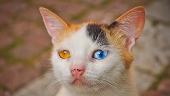 Mata kucing ini beda sebelah. (Foto: Brightside)