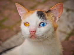 Aneh Tapi Nyata! Ada Kumpulan Hewan Punya Wajah Unik