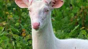 Rusa yang mengalami kelainan albino. (Foto: Brightside)