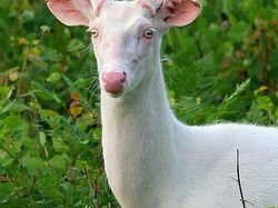 Aneh Tapi Nyata! Ada Kumpulan Hewan Punya Wajah Unik