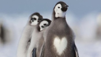 Gambar hati di bagian dada pinguin. (Foto: Brightside)