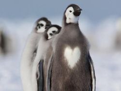 Aneh Tapi Nyata! Ada Kumpulan Hewan Punya Wajah Unik