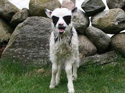 Aneh Tapi Nyata! Ada Kumpulan Hewan Punya Wajah Unik