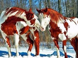 Aneh Tapi Nyata! Ada Kumpulan Hewan Punya Wajah Unik