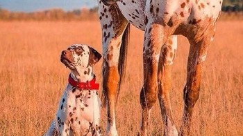 Seperti anjing, kuda ini punya motif totol di tubuhnya. (Foto: Brightside)