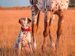 Aneh Tapi Nyata! Ada Kumpulan Hewan Punya Wajah Unik