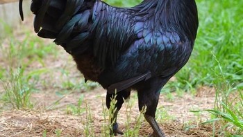 Ayam hitam. (Foto: Brightside)
