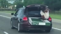 Gila, ada seorang penumoang nekat duduk di bagasi tanpa pengamanan. Foto: Pool(BoredPanda)