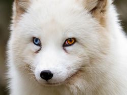 Aneh Tapi Nyata! Ada Kumpulan Hewan Punya Wajah Unik