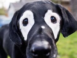 Aneh Tapi Nyata! Ada Kumpulan Hewan Punya Wajah Unik