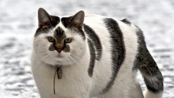 Ini kucing mukanya lucu banget. Foto: Brightside