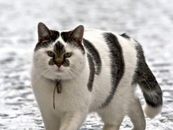 Aneh Tapi Nyata! Ada Kumpulan Hewan Punya Wajah Unik