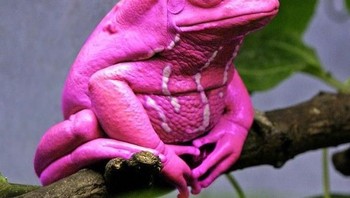 Si katak lucu berbadan ungu. (Foto: Brightside)