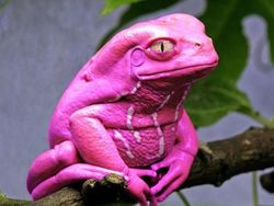 Aneh Tapi Nyata! Ada Kumpulan Hewan Punya Wajah Unik