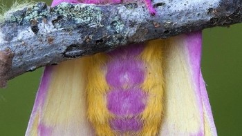 Warna warni kupu-kupu. (Foto: Brightside)