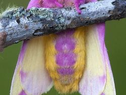 Aneh Tapi Nyata! Ada Kumpulan Hewan Punya Wajah Unik