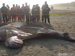 Pakai Alat Berat, Hiu 1 Ton yang Terdampar di Bantul Dikubur
