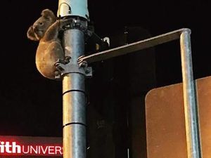 Koala Diselamatkan dari Tiang Lampu Merah di Gold Coast Queensland