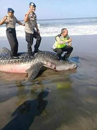 Ini Alasan Polisi Berpose Injak Bangkai Hiu di Bantul