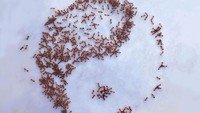 Kalau karya yang satu ini 100% terbuat dari iringan semut saja. Seolah bisa diatur, semut-semut yang mendekati gula ini membentuk pola yin yang lho! Foto: Iantha Naicker