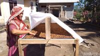 Ini Sebabnya Kopi Tambora yang Unik Sukses Ditanam Sejak Masa Kolonial