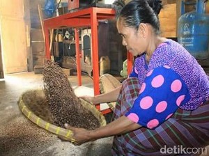 Ini Sebabnya Kopi Tambora yang Unik Sukses Ditanam Sejak Masa Kolonial