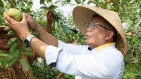 Bukan hanya jalan-jalan, ia juga mencoba memetik buah jambu biji. Kebun jambu ini ada di Desa Bantarsari, Kabupaten Bogor.  Foto: instagram @msi.sohibuliman