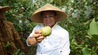 Sohibul Iman menjadi Presiden PKS sejak 2015 lalu karena menggantikan Anis Matta. Ini momen saat Sohibul memamerkan jambu kristal yang baru saja dipetiknya. Wah enak banget dijadikan rujak nih. Foto: instagram @msi.sohibuliman