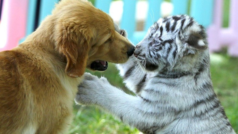 Viral Foto Anjing Bermain dengan Bayi Macan dan Singa di China Viral Foto Anjing Bermain dengan Bayi Macan dan Singa di China