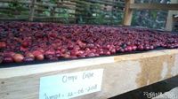 Ini Sebabnya Kopi Tambora yang Unik Sukses Ditanam Sejak Masa Kolonial